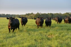 Angus cows at 44 Farms