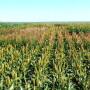 Forage_Sorghum