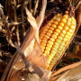 mature_corn_ear