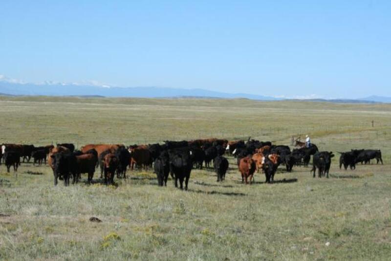Western_Cattle