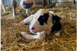 A protocol overhaul helped the team at Singing Brook Farms, Imler, Pa., up their game in colostrum delivery. Two of their key managers share how they now seamlessly deliver high-quality colostrum to every newborn calf.