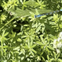 Smooth Bedstraw, or False Baby’s Breath, has been a problematic weed in northeastern United States pastures. In states like Wisconsin, Smooth Bedstraw is primarily found growing along roadsides and woodland edges.