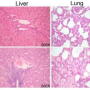 Transgenic (TG) pigs exhibit antiviral responses during CSFV infection. 