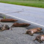 Feral hogs not only pose a danger to agricultural crops but to motorists too, and not just in Texas. Here a truck has struck and killed six feral hogs on a Savannah River site road in South Carolina. 