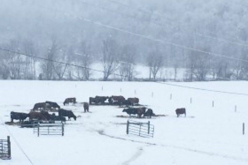 Winter Feeding.jpg