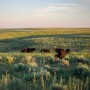 How do we create sustainable cattle operations? Take credit for what producers are doing today. 