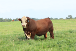 Polled Hereford Bull