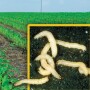 Corn-Rootworm-Larva