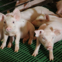 PigsonLeonSheetsFarm_NPB_0.png