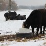 Cattle Mineral Feeder.JPG