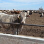 BT_Feedlot_Steer