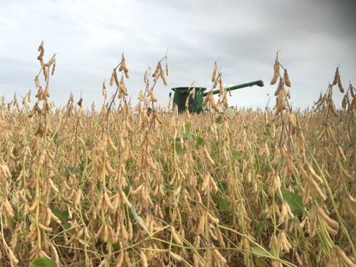 Soybeans and Combine