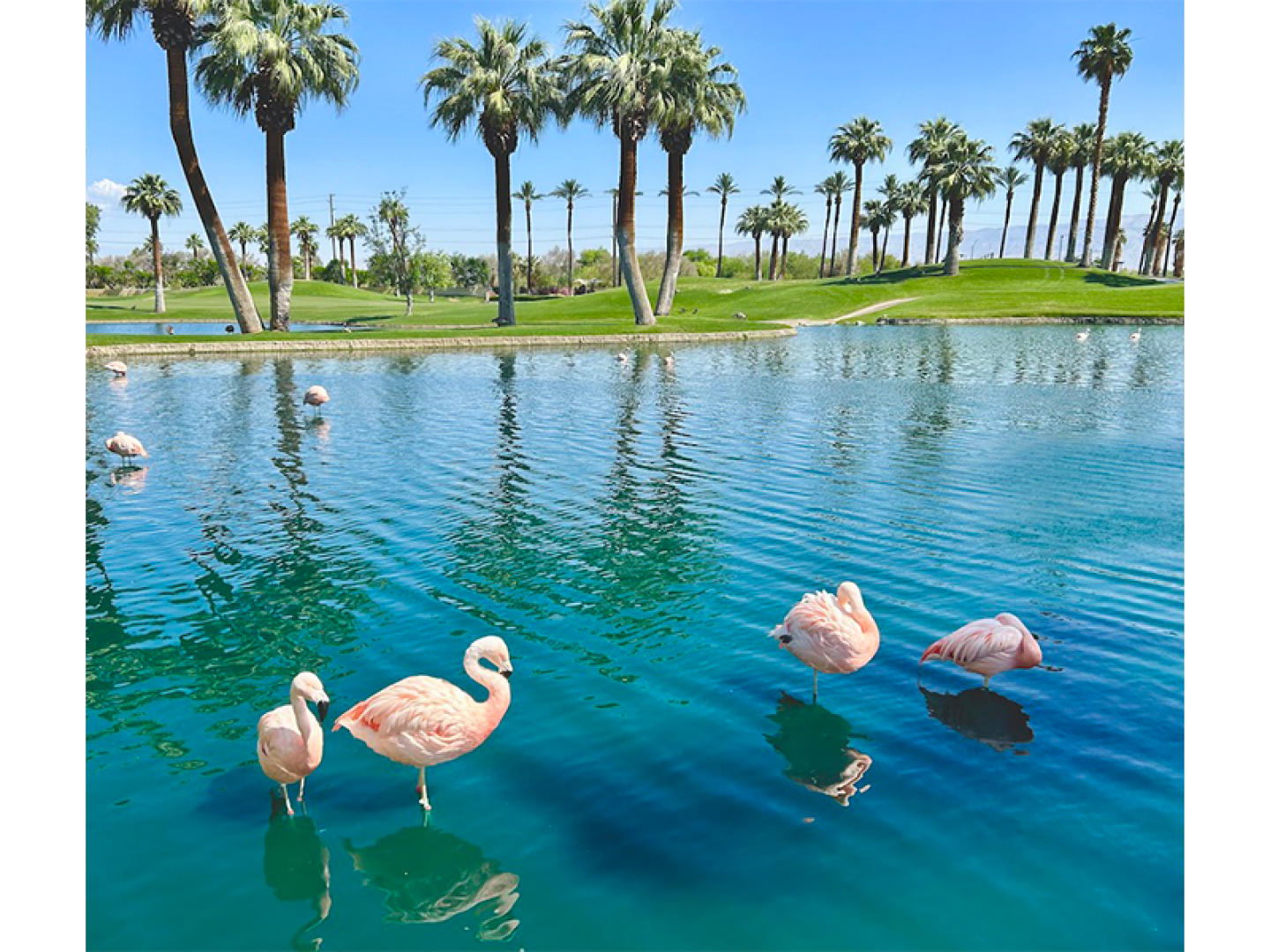 flamingo-embed.png