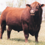 Red Angus bull - RAAA