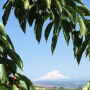 As record heat continues to blast the West, the Northwest Cherry Growers said the heat will force some growers to abandon a portion of their crop due to the damage. It's also forcing farm workers to harvest at night.