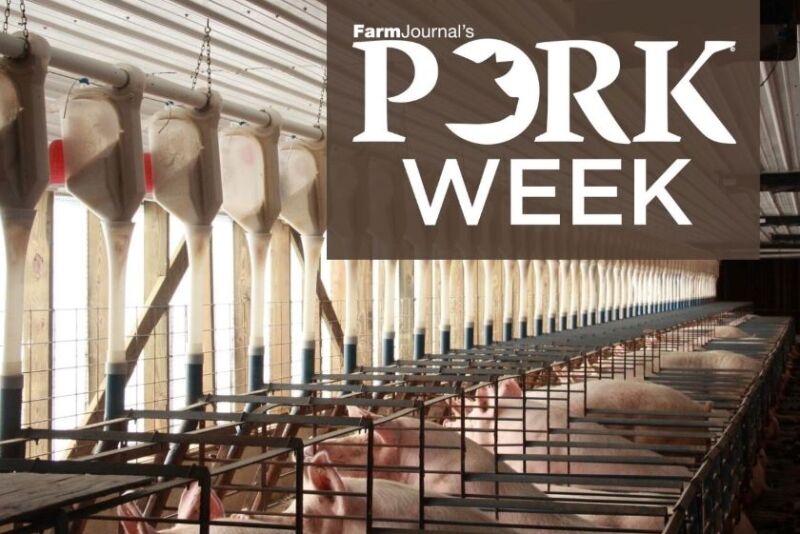 PORK Week sows