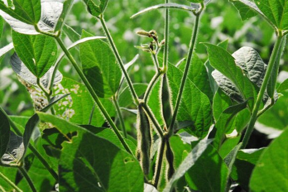 soybean plant