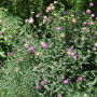Musk Thistle