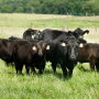 Virginia Tech research herd
