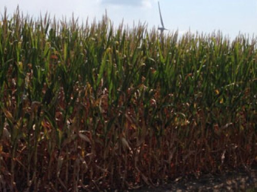 illinois corn crop tour 2013