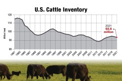 Cattle inventory