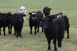 OSU calves