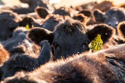 SDSU ruminant nutritionist Robbi Pritchard talked implants at the Feeding Qaulity Forum.