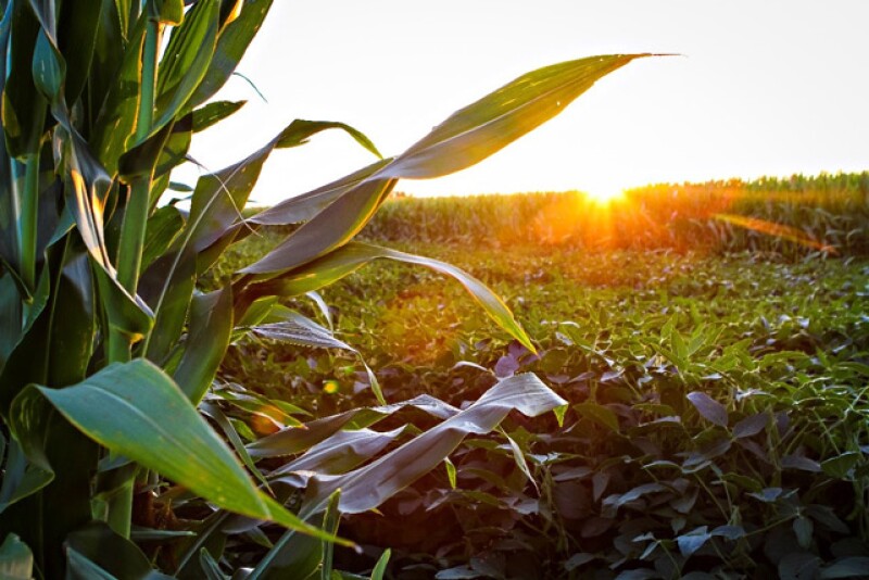 The price rally that started in the fall of 2020 definitely attracted more corn acres in 2021. That was confirmed in USDA’s June Acreage report.