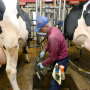 Dean Curtis milks some of his 150 dairy cows on at Curtis Farms in Venango Township, Erie County, Pa.