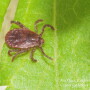 The Longhorn Tick is an aggressive biter and frequently builds intense infestations on domestic hosts causing great stress, reduced growth and production.