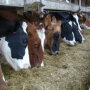 Cows0295