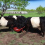 BT_Belted_Galloway