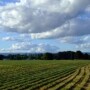 farm land
