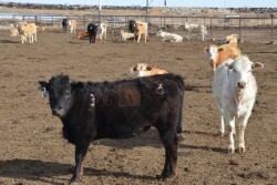 BT_Mexican_Feeder_Cattle