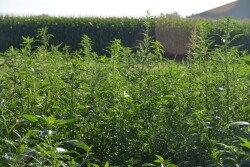 Broadleaf weeds