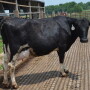 DT_Dairy_Cow