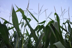Governor’s May Revision proposes $5.7 million in new funding to support the transition to safer, more sustainable alternatives 