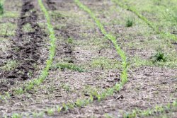 no-till-baby-corn-row