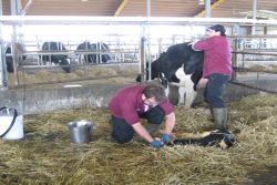 Heifer calving.