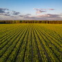 Field of Vidalia sweet onions at Glennville, Ga.-based Bland Farms