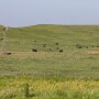 Summer grazing horzB.jpg