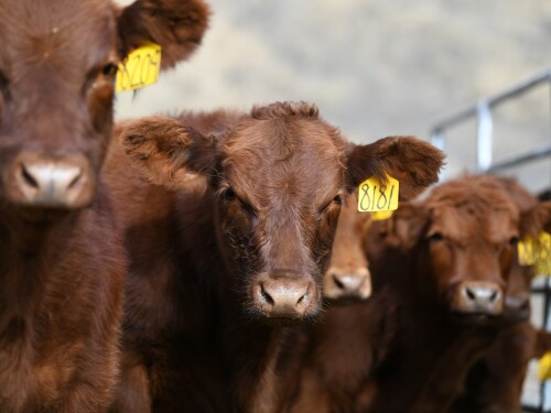 Weaned-Calves-Walz.jpg