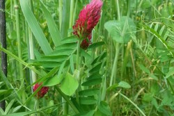 cover_crops_ben_potter