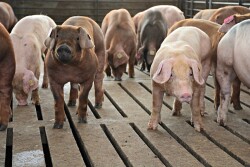 feeder pigs Maschhoffs