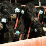 Beef on dairy