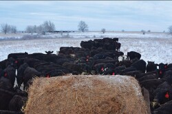 Angus cows at hay bale BT