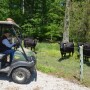 BT_Cull_Cows
