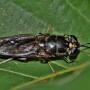 Black Soldier Fly