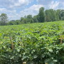 Arkansas tomato field