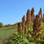 Sorghum_(6)